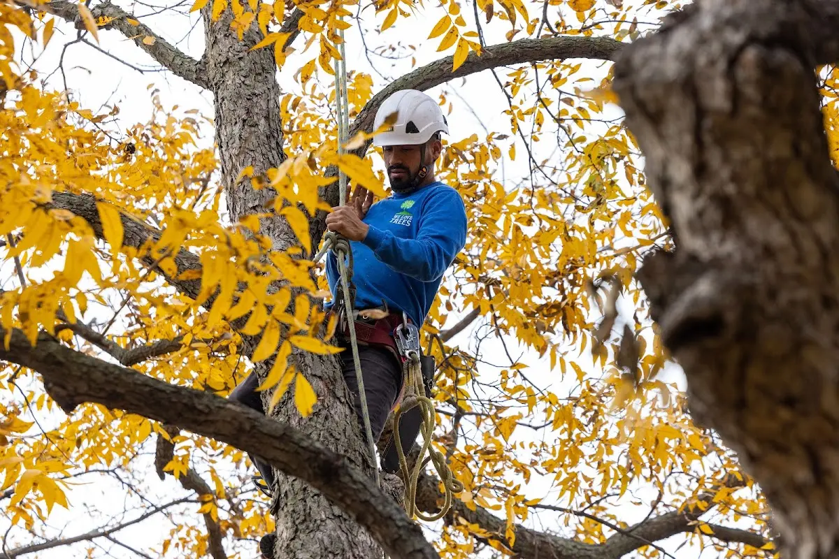 Skilled Tree Pruning crew working in Bunker Hill