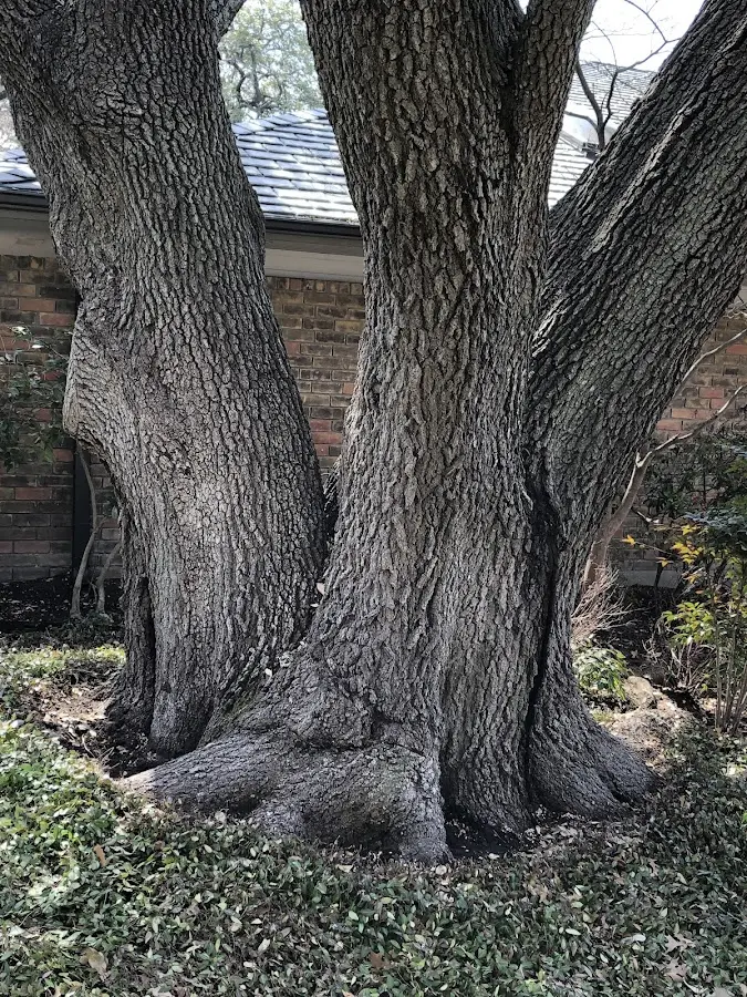 Mature heritage tree close to a Bunker Hill property cared for by certified arborists