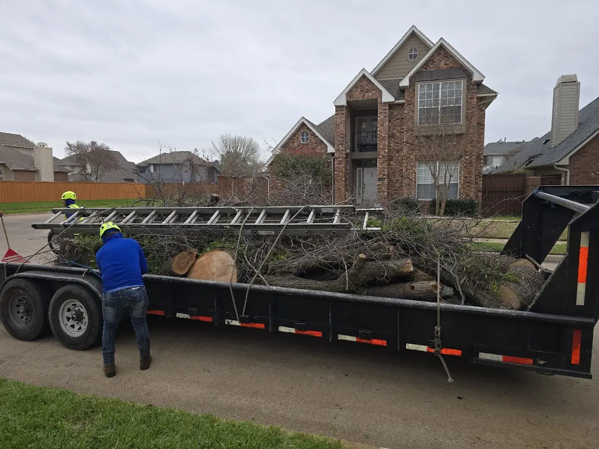 Expert Tree Removal with proper safety equipment in Bunker Hill